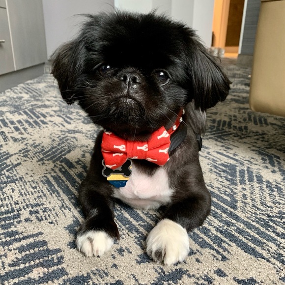 Meet your Posher, Chaoxing - Picture 3 of 5